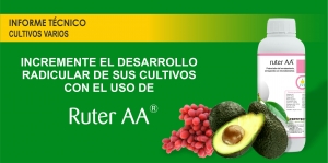 INCREMENTE EL DESARROLLO RADICULAR DE SUS CULTIVOS CON RUTER AA&reg;