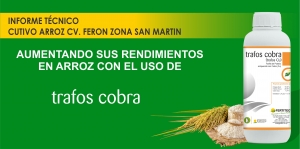 AUMENTA EL RENDIMIENTO DE ARROZ CON TRAFOS COBRA