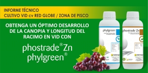 OBTENGA UN &Oacute;PTIMO DESARROLLO DE LA CANOPIA Y LONGITUD DEL RACIMO EN VID CON PHYLGREEN&reg; Y PHOSTARDE&reg; Zn